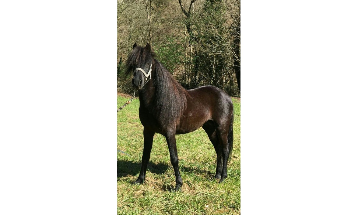 XX CONCURSO-EXPOSICION DEL CABALLO DE BELMONTE DE MIRANDA