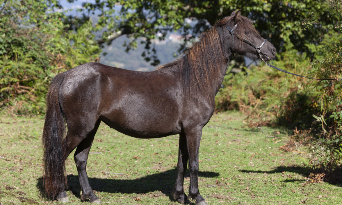 IV CONCURSO MORFOLOGICO EN LANGREO