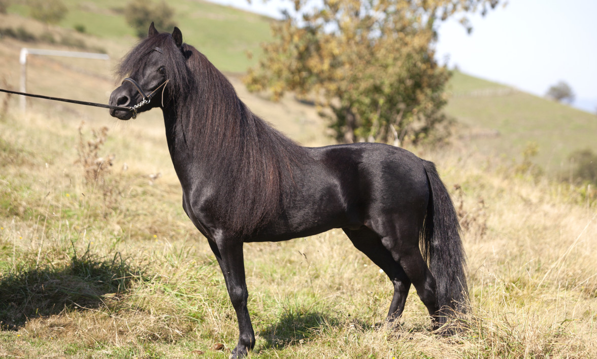 CONCURSO NACIONAL DE PONY ASTURCON AGROPEC 2025 EN GIJÓN